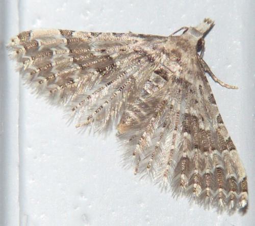 Alucita sp.
